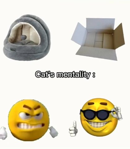 Cat's