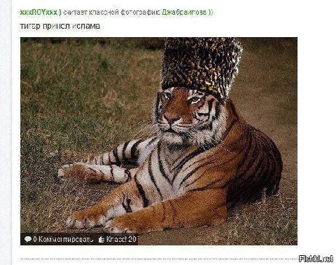 считает классной фотографию тигар принел ислама i 0 Комментировать. Класс! 20