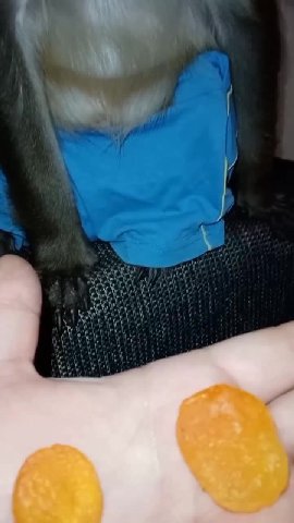 Эксперимент🐵🍺🤟