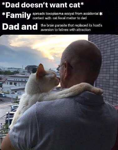 *Dad doesn’t want spreads toxoplasma oocyst from accidental Ж *Family contact with cat fecal matter to dad the brain parasite that replaced its host's Dad an aversion to felines with attraction