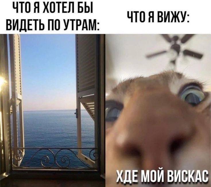 ЧТОЯ ХОТЕЛ ЧТОЯ ВИЖУ: ПО УТРАМ ХДЕМОЙ ВИСКАС