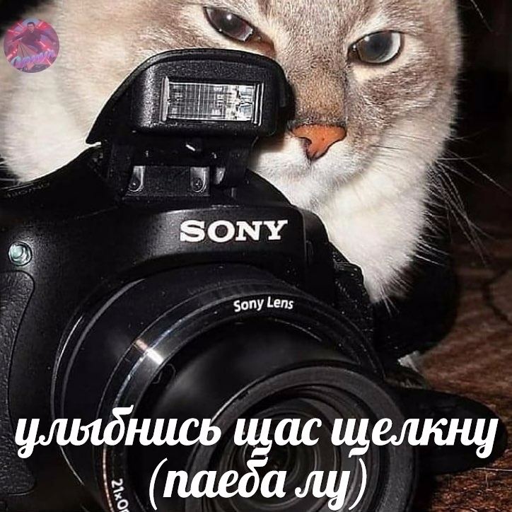 паеба лу