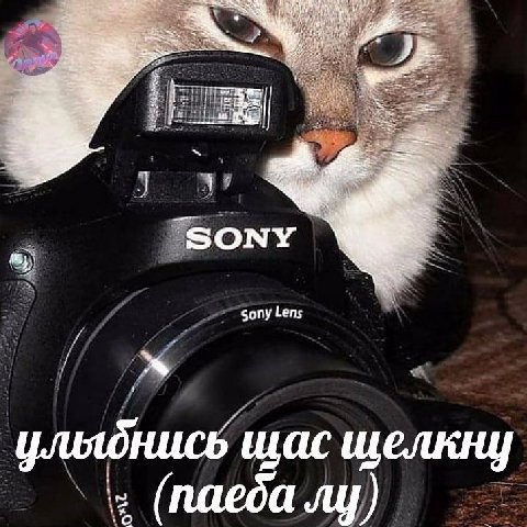 паеба лу