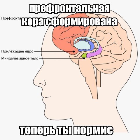 префронтал bHaa Прилежащее ядро Миндалевидное тело