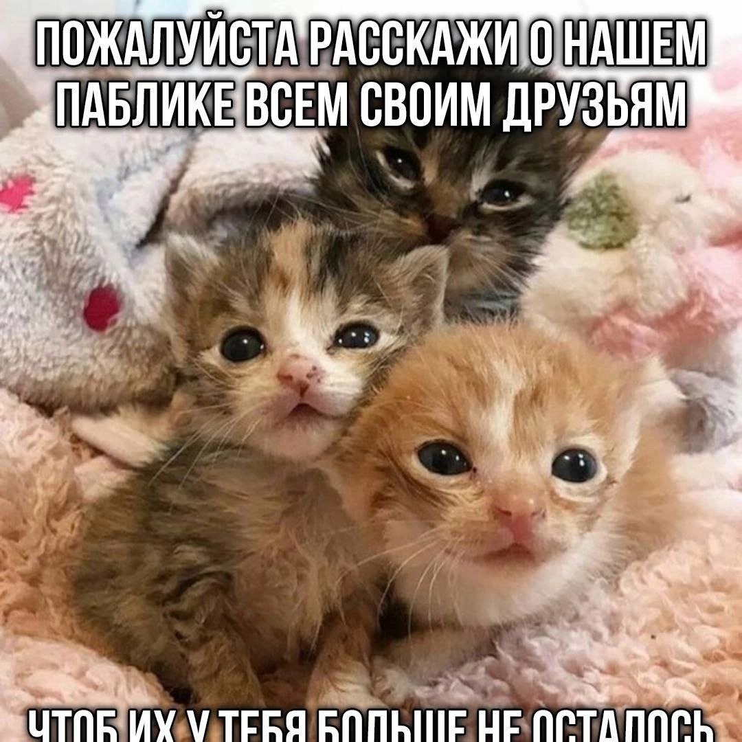 ПОЖАЛУЙСТА РАССКАЖИ О НАШЕМ ПАБЛИКЕВСЕМ СВОИМ НЕ APTANACL