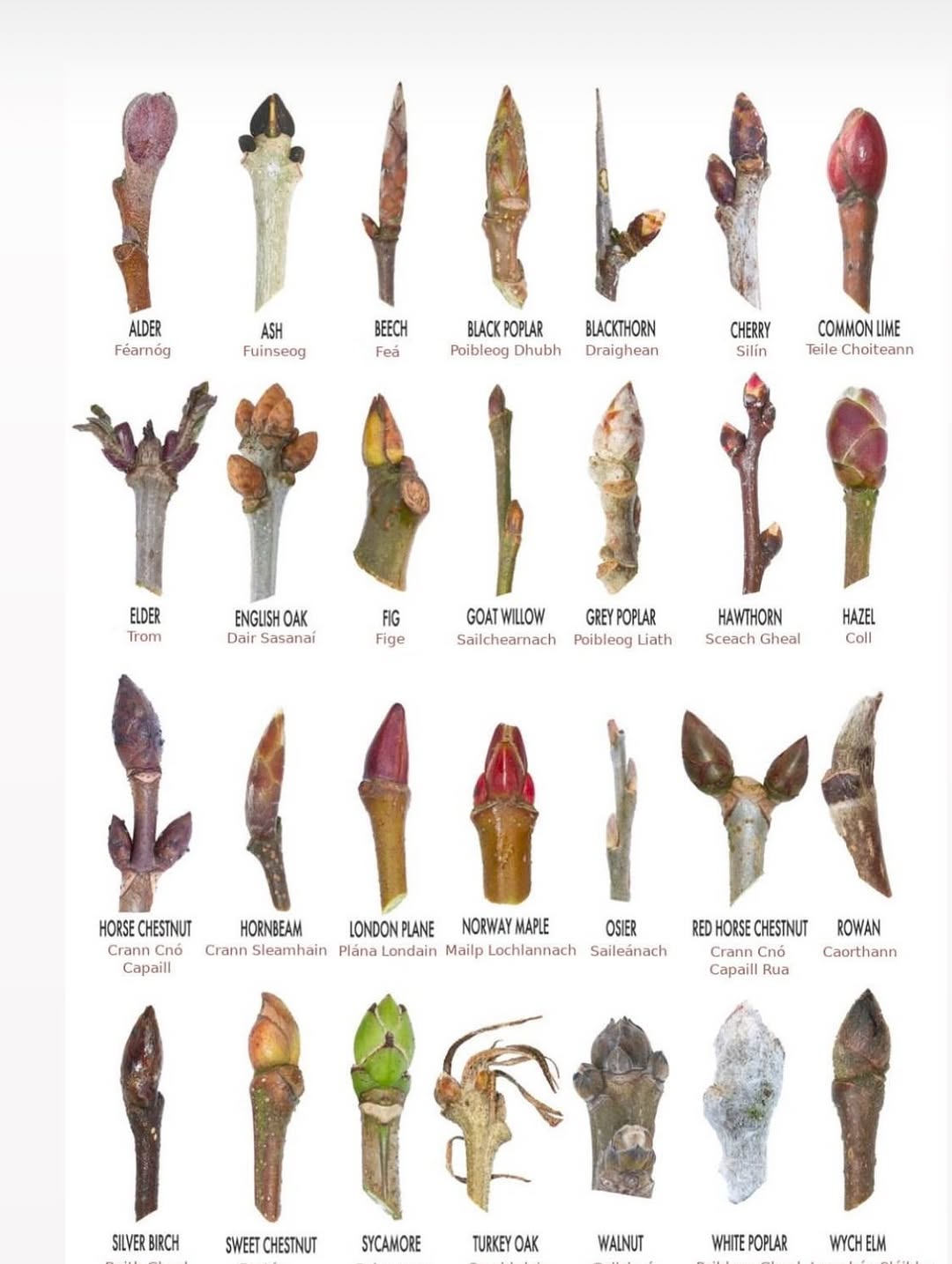 ALDER ASH BEECH BLACK POPLAR BLACKTHORN CHERRY Teile Choiteann COMMON UME Fuinseog Fea Poibleog Dhubh Draighean Silin ELDER ENGLISH OAK GOAT GREY POPLAR HAWTHORN HAZEL Trom Dair Sasanai Sailchearnach 