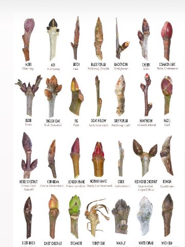 ALDER ASH BEECH BLACK POPLAR BLACKTHORN CHERRY Teile Choiteann COMMON UME Fuinseog Fea Poibleog Dhubh Draighean Silin ELDER ENGLISH OAK GOAT GREY POPLAR HAWTHORN HAZEL Trom Dair Sasanai Sailchearnach 