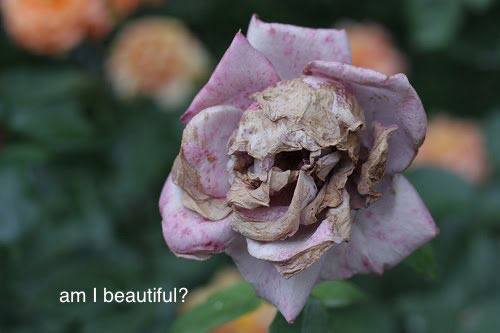 beautiful?