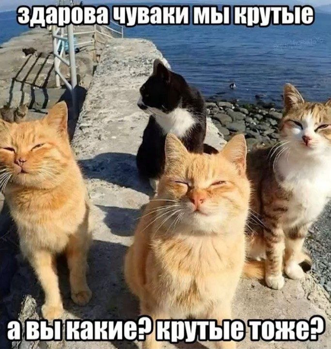 здарова чуваки мы крутые у. 7 we у у 7 авы какие? крутые