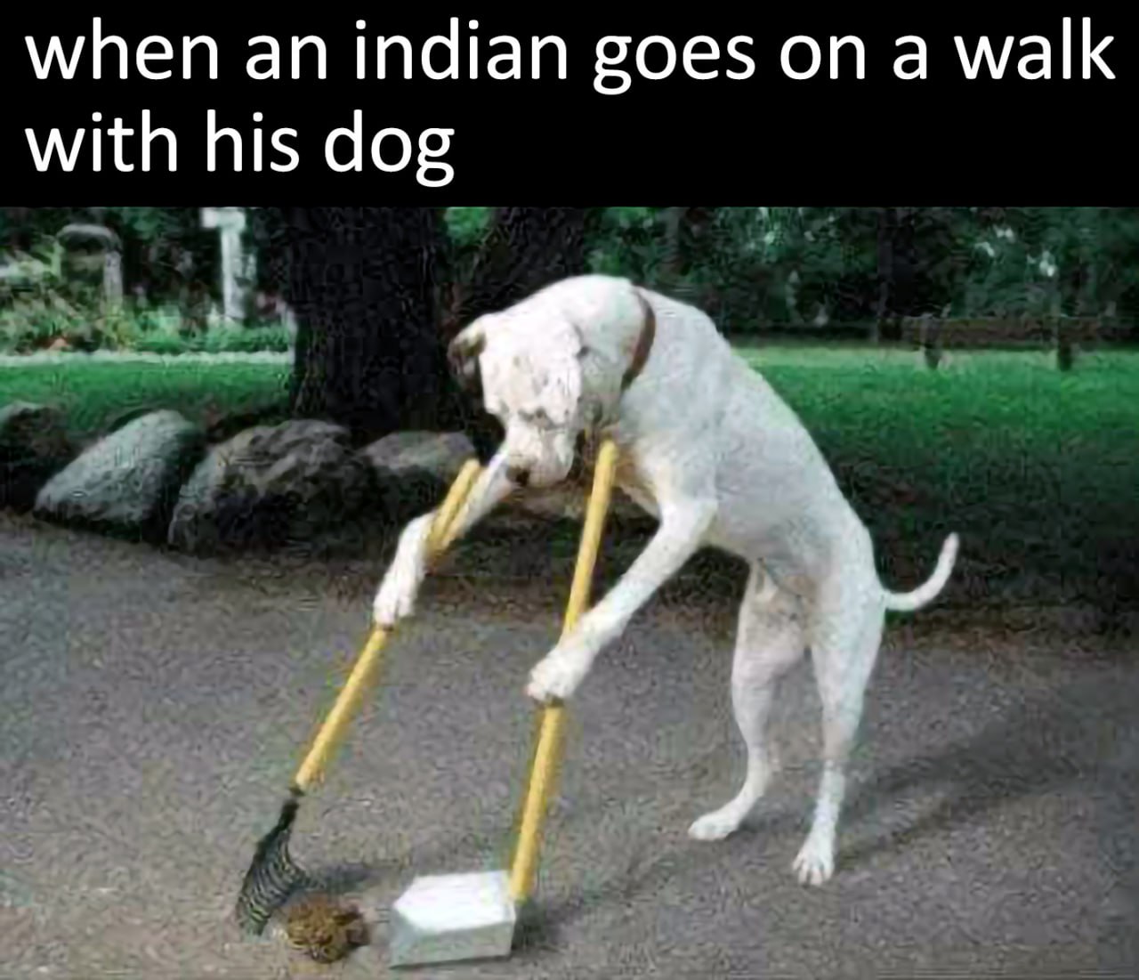 when an indian goes a walk with his dog