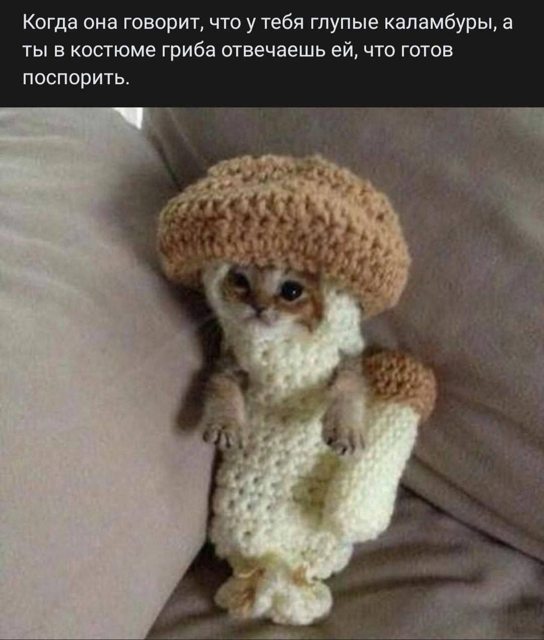Когда она говорит, что у тебя глупые каламбуры, а ты в костюме гриба отвечаешь что готов поспорить.