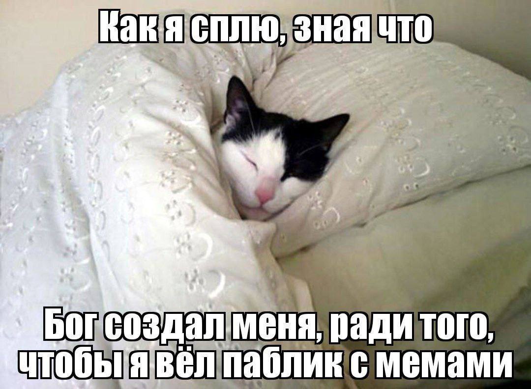 4 SHaniMe ради того, явел паблик с мемами