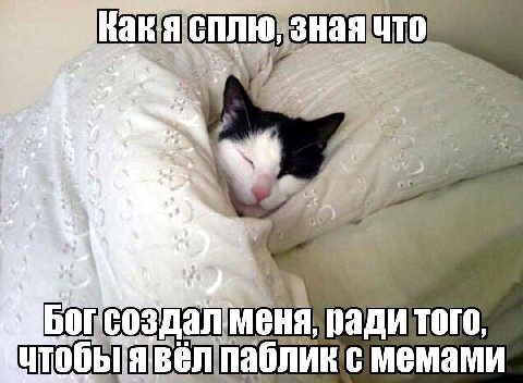 4 SHaniMe ради того, явел паблик с мемами