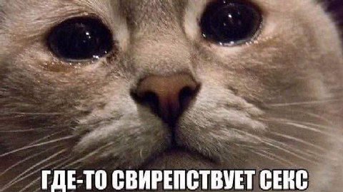 ГДЕ-ТО СВИРЕПСТВУЕТ СЕКС