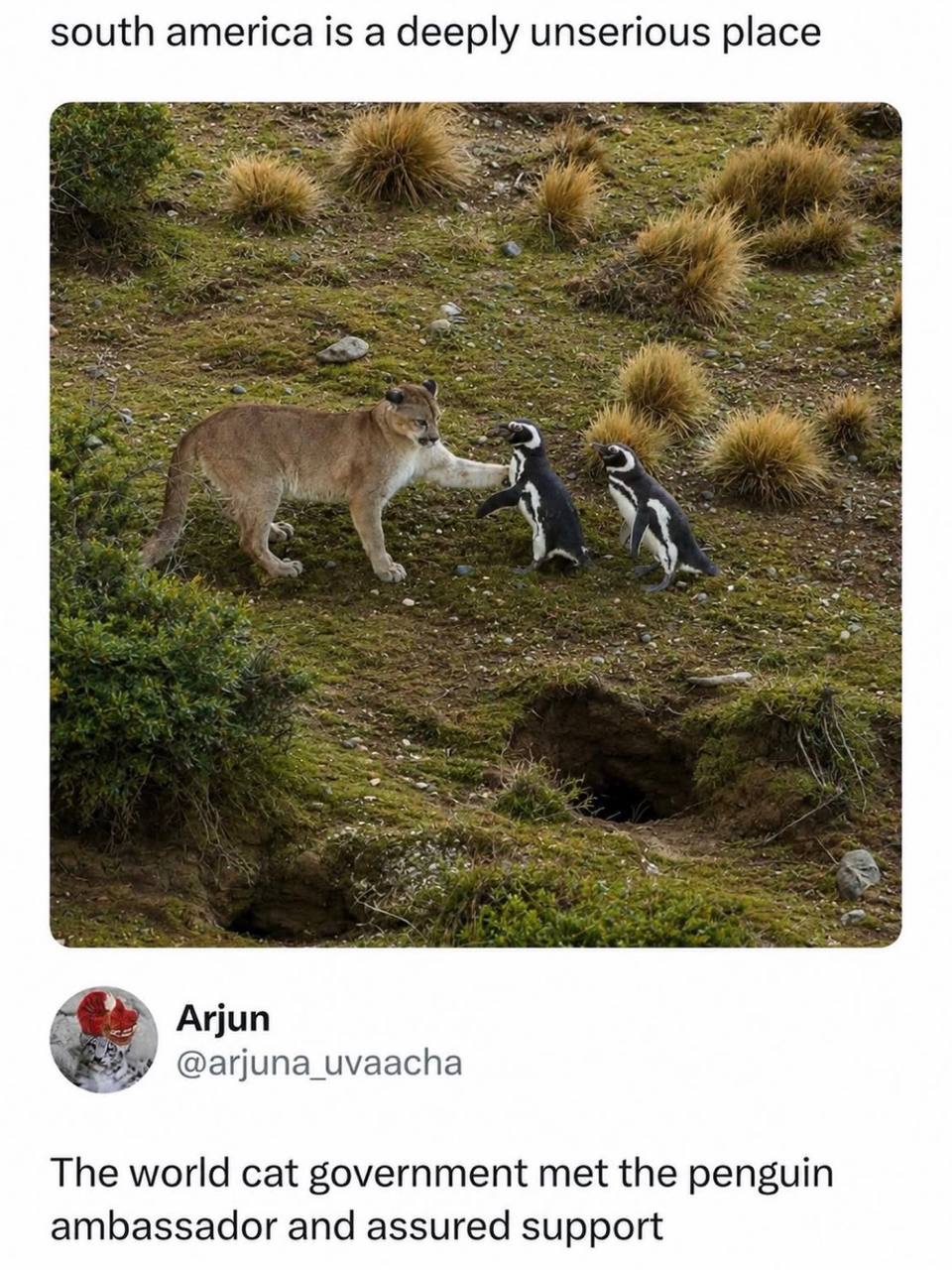 south america is a deeply unserious place Я Arjun @arjuna_uvaacha The world cat government met the penguin ambassador and assured support
