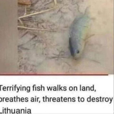 errifying fish walks on land, air, threatens to destroy huani