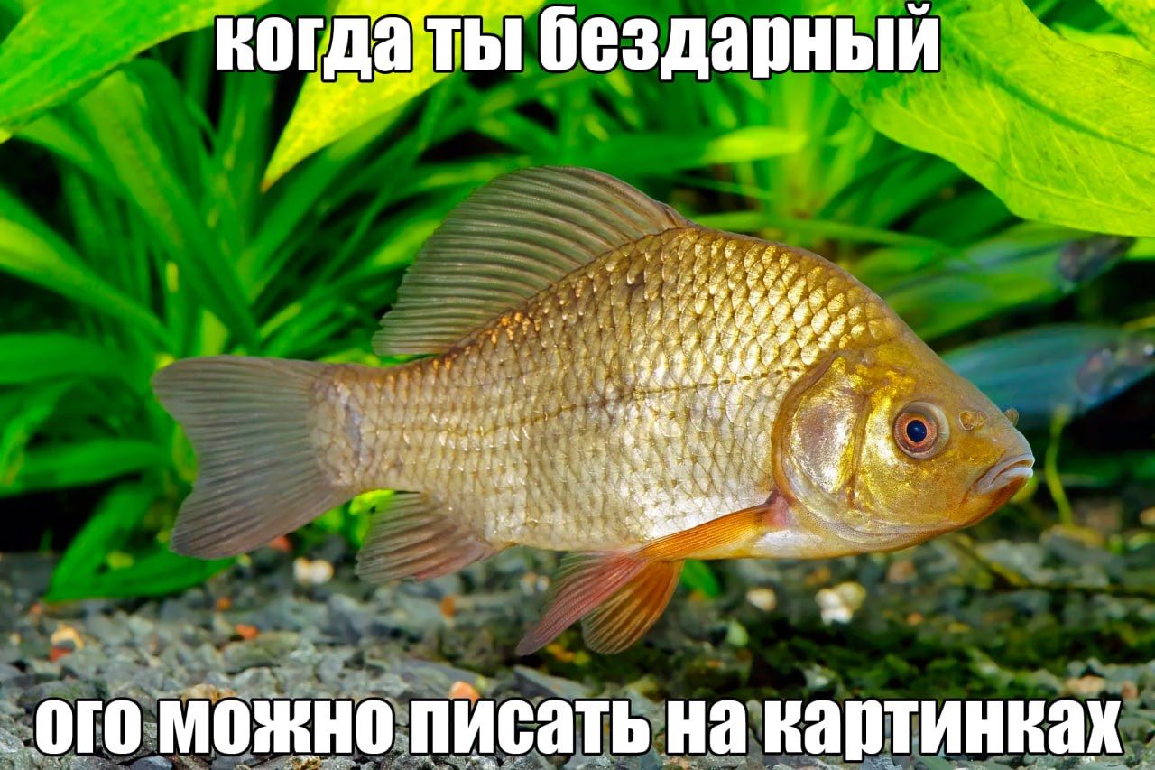 когдаты бездарный 3 A ого можно писать на картинках