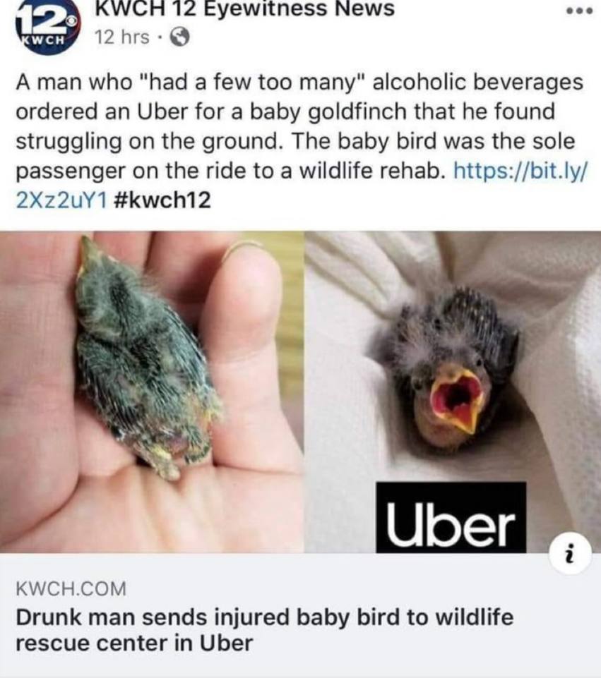 KWCH 12 Eyewitness News eee 12 hrs A man who “had a few too many" alcoholic beverages ordered an Uber for a baby goldfinch that he found struggling on the ground. The baby bird was the sole passenger 
