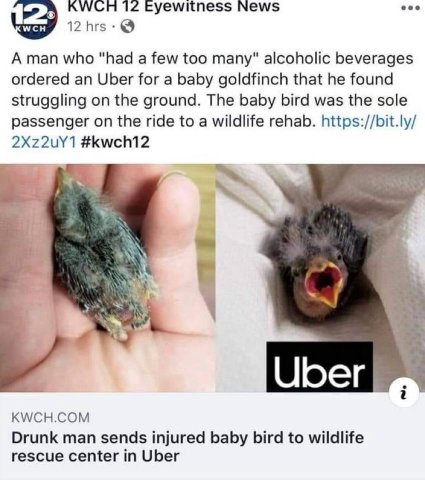 KWCH 12 Eyewitness News eee 12 hrs A man who “had a few too many" alcoholic beverages ordered an Uber for a baby goldfinch that he found struggling on the ground. The baby bird was the sole passenger 