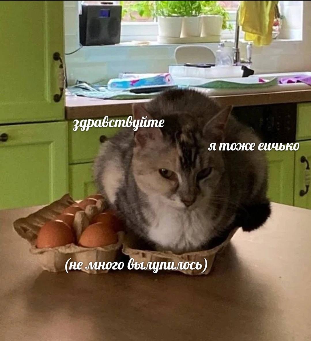 a здравствуйте я тоже еичько (не много вылупилось)