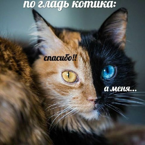 по гладь котика a меня...