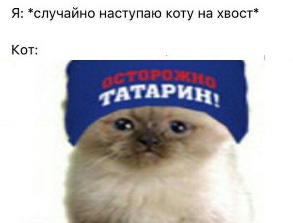 Я: *случайно наступаю коту на хвост* Кот: qATA