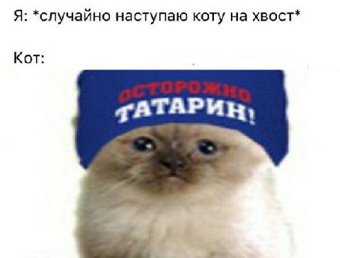 Я: *случайно наступаю коту на хвост* Кот: qATA