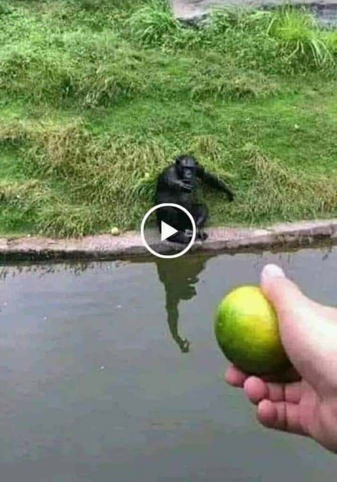 как наебать обезьяну