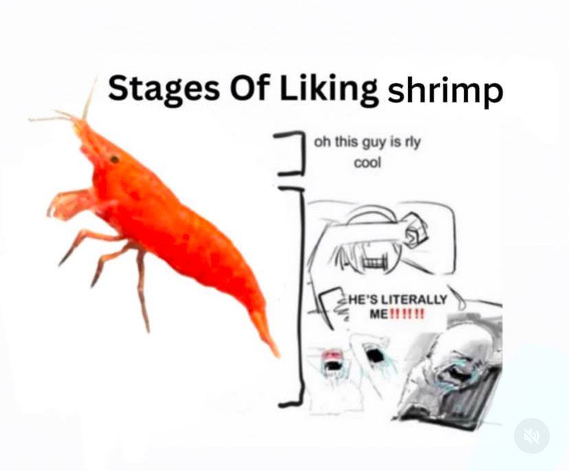 Stages Of Liking shrimp МЕНИИ LITERALLY