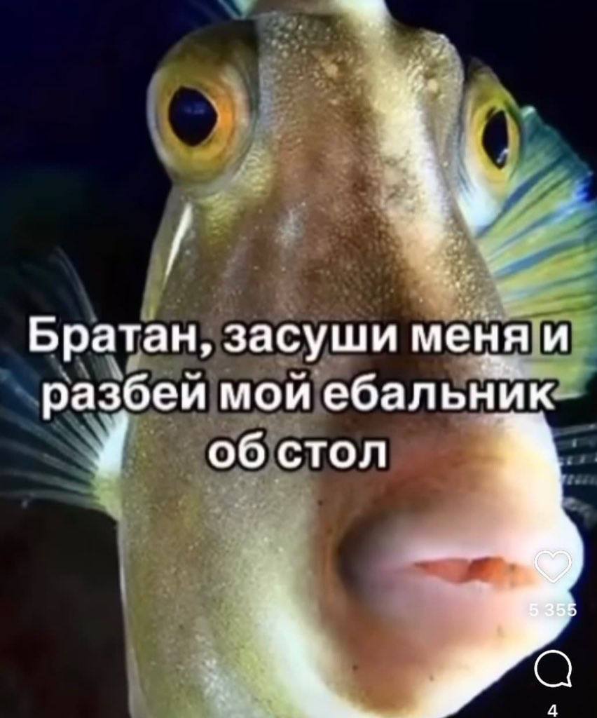 Братан, засуши меня и разбеи мои ебальник об стол