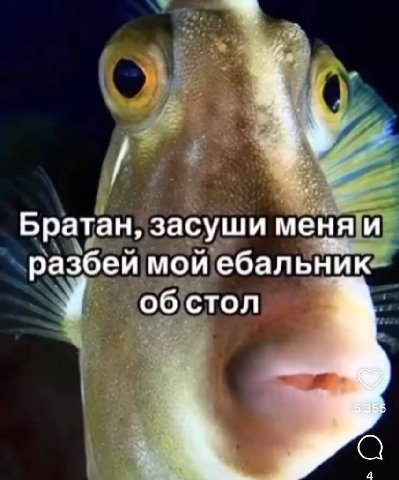 Братан, засуши меня и разбеи мои ебальник об стол