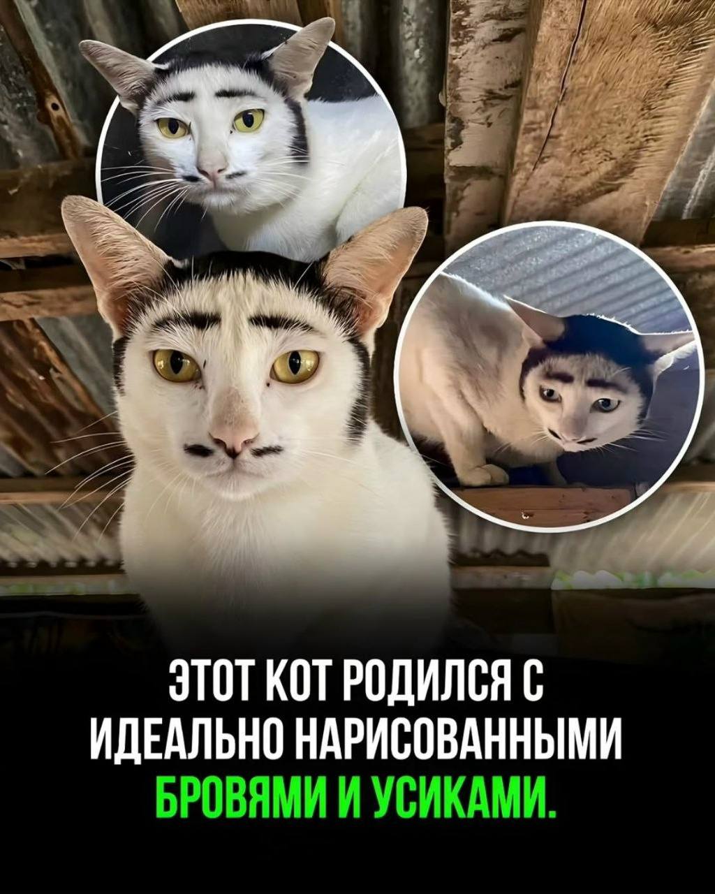 7 3 ЭТОТ KOT РОДИЛСЯ С ИДЕАЛЬНО НАРИСОВАННЫМИ БРОВЯМИ И УСИКАМИ.