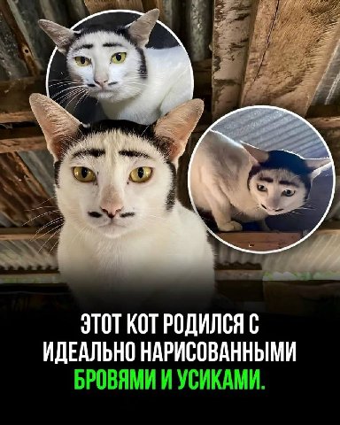 7 3 ЭТОТ KOT РОДИЛСЯ С ИДЕАЛЬНО НАРИСОВАННЫМИ БРОВЯМИ И УСИКАМИ.