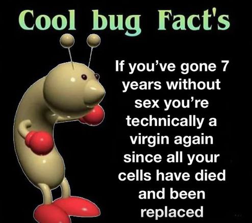 Cool bug Fact's you’ve gone 7 years without sex you’re technically а virgin again since all your 4 cells have died апа Бееп replaced