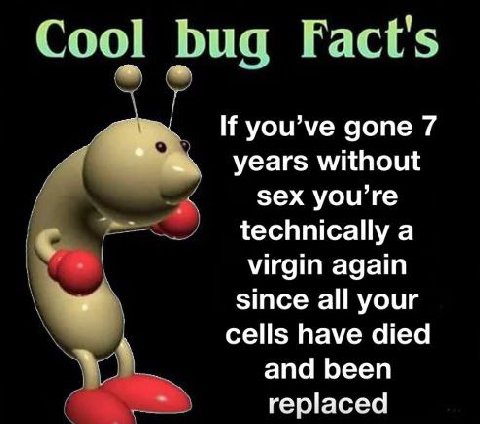 Cool bug Fact's you’ve gone 7 years without sex you’re technically а virgin again since all your 4 cells have died апа Бееп replaced