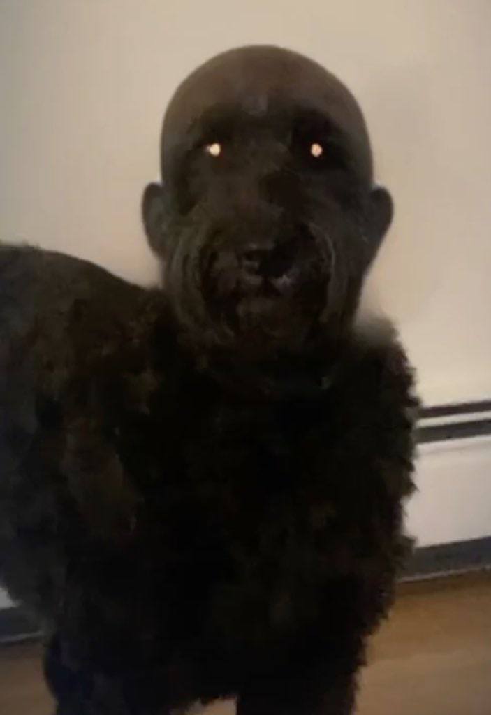 frendly reminding to shave the dog’s head