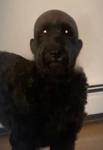 frendly reminding to shave the dog’s head