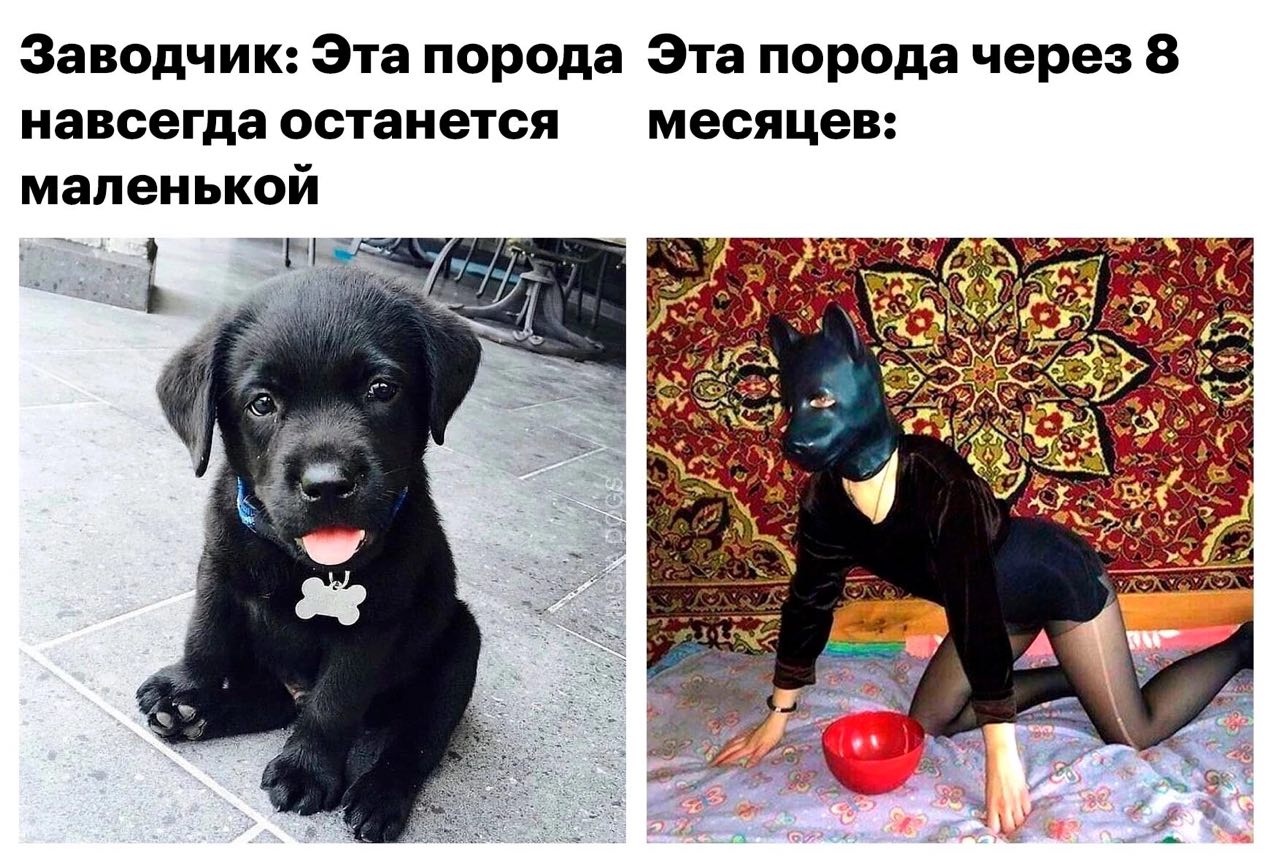Заводчик: Эта порода Эта 8 навсегда останется месяцев: маленькой 4 A i с wig (2