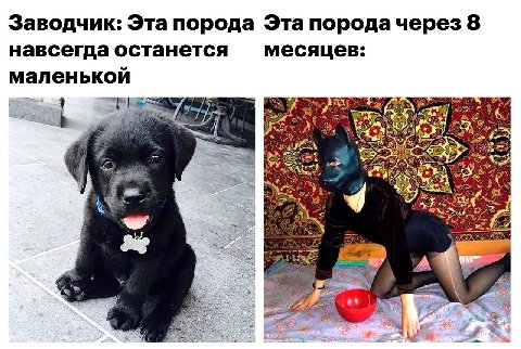 Заводчик: Эта порода Эта 8 навсегда останется месяцев: маленькой 4 A i с wig (2
