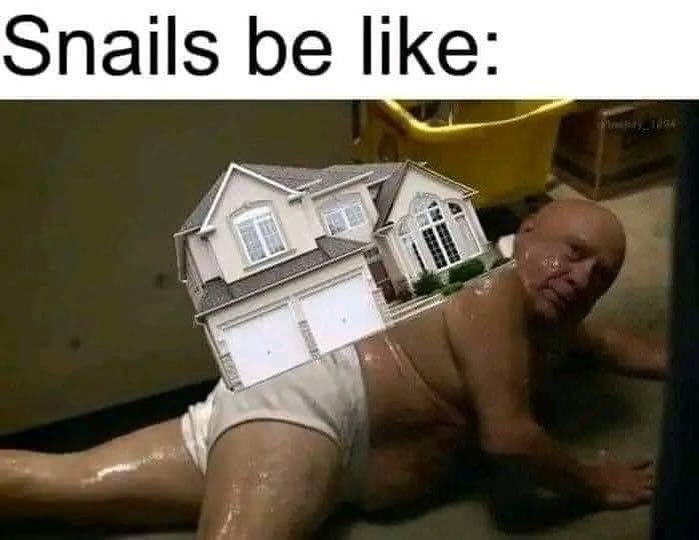 Snails be like: