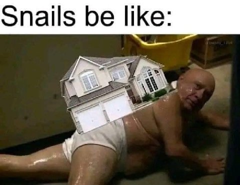 Snails be like: