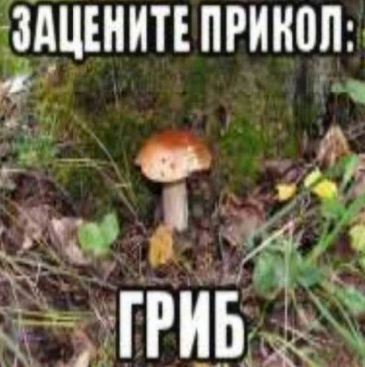ЗАЦЕНИТЕ ПРИКОЛ: ГРИБ
