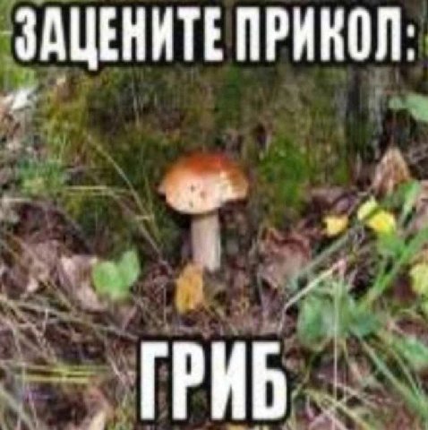ЗАЦЕНИТЕ ПРИКОЛ: ГРИБ
