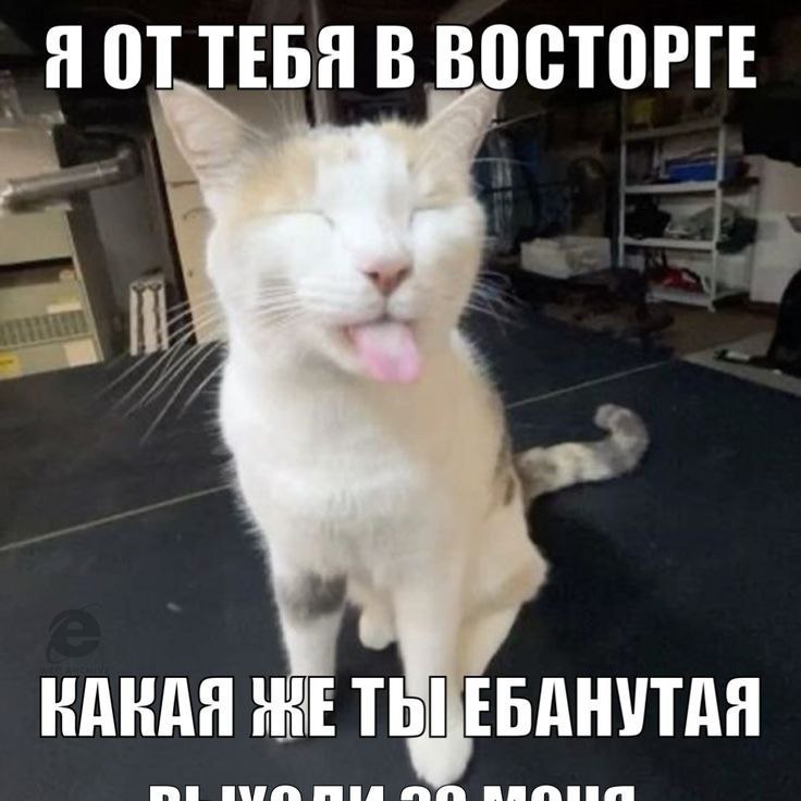 Я ОТТЕБЯ В ВОСТОРГЕ КАКАЯ