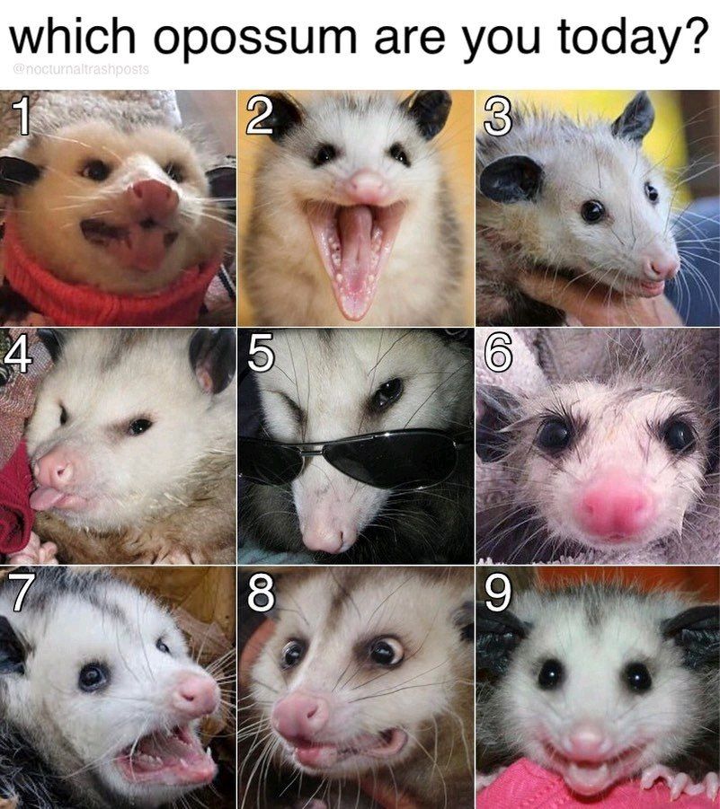which opossum are you today? 5