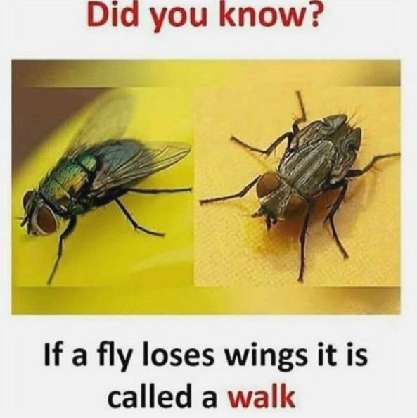 Did you know? If a fly loses wings it is called a walk