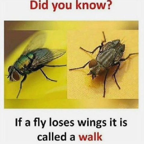Did you know? If a fly loses wings it is called a walk