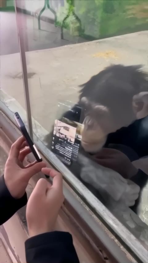 SSs