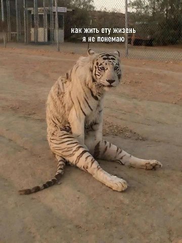 как жить ету жизень A не понемаю