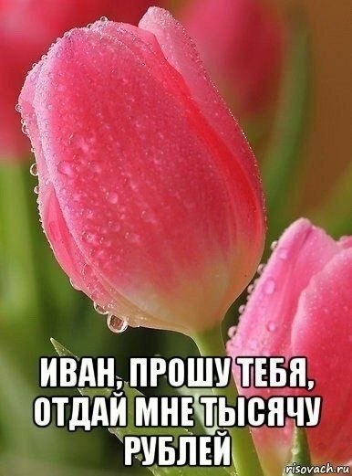 ИВАН, ПРОШУТЕБЯ, ОТДАЙ МНЕТЫСЯЧУ РУБЛЕЙ. Kisovach.ru